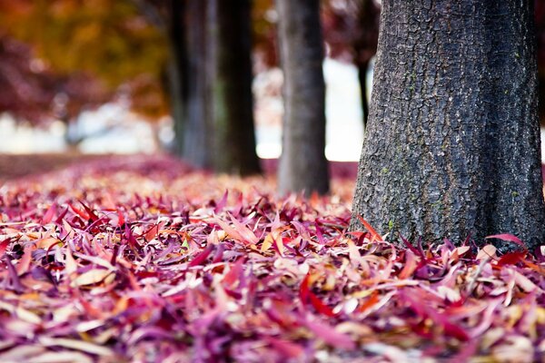 Herbstpark. Bunte Blätter