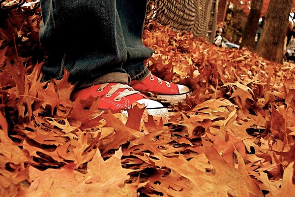 Un gars en baskets se tient sur les feuilles d automne
