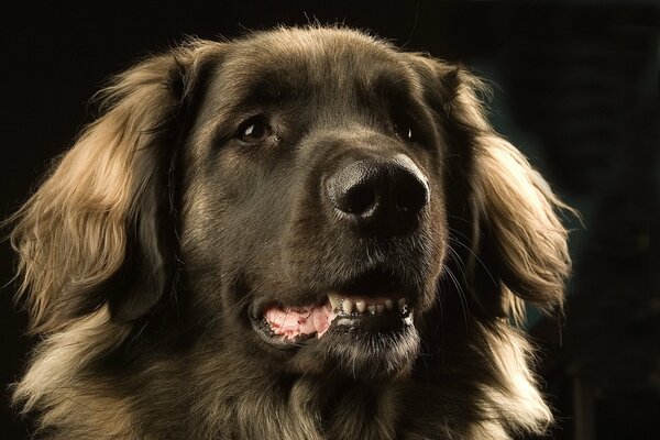 Leonberger tiene ojos inteligentes y hermosos