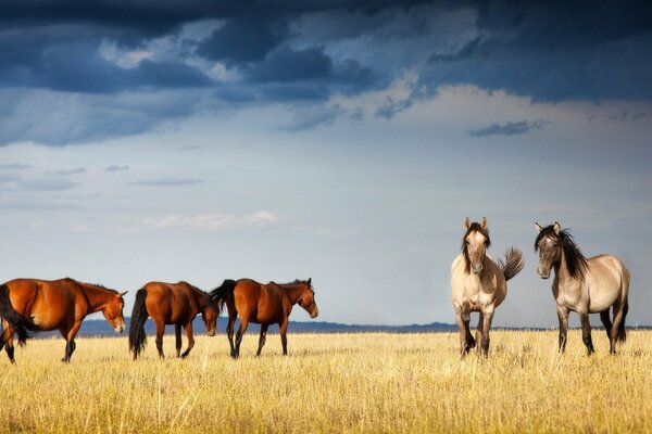 Caballos graciosos en los campos de Kazajstán