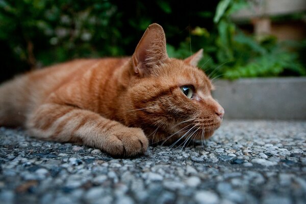 Eine rote Katze auf dem Asphalt, die zur Seite schaut