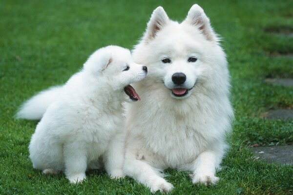 White mother with a cub on a green lawn