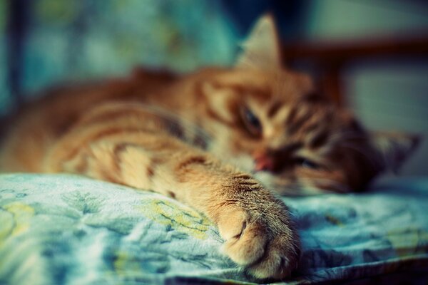 The red-haired cat lies out of focus