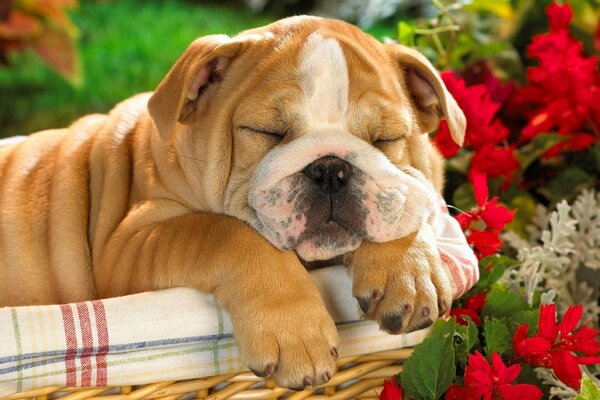 An English bulldog sleeps in a basket