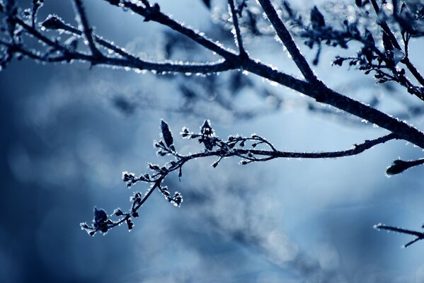 Bella immagine di un ramo nel gelo