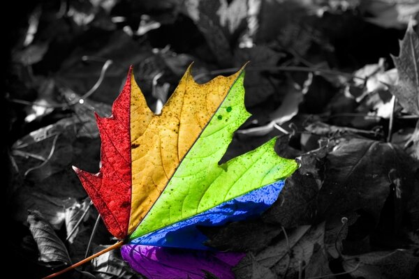 Maple leaf in rainbow color