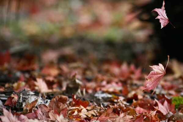 Route des feuilles cramoisies