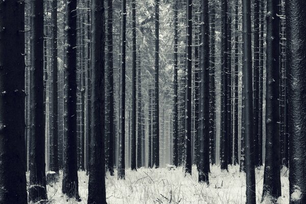 Snow-covered dark forest with trees