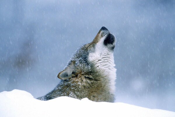 Lobo aullando en tiempo de nieve