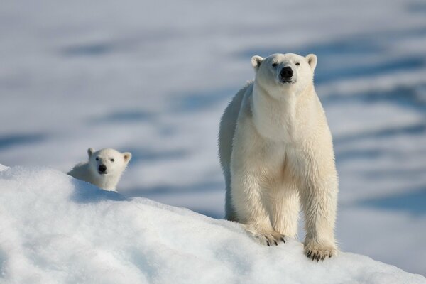 A polar bear cub with a mother bear