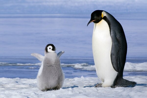 Lustiges Pinguin-Baby auf einer Eisscholle