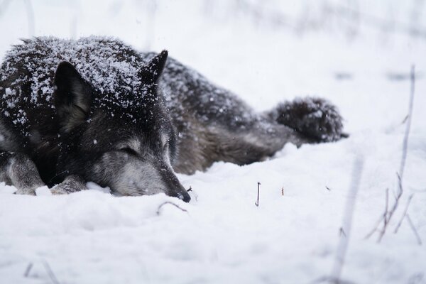 El lobo yace en la nieve blanca