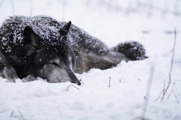 Волк лежит на белом снегу