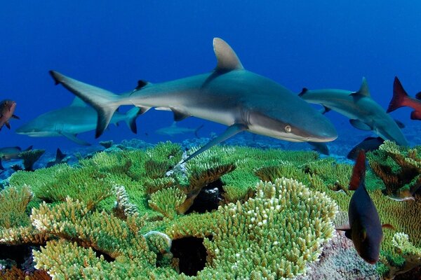 A school of sharks among the corals