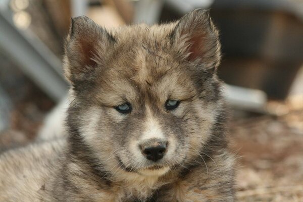 Cute husky dog puppy