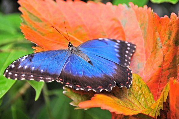 Blauer Schmetterling auf orangefarbenem Blatt