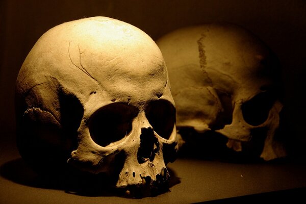 Two skulls are lying on the table