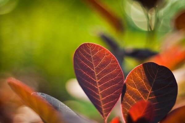 Aliento de otoño. Hoja roja