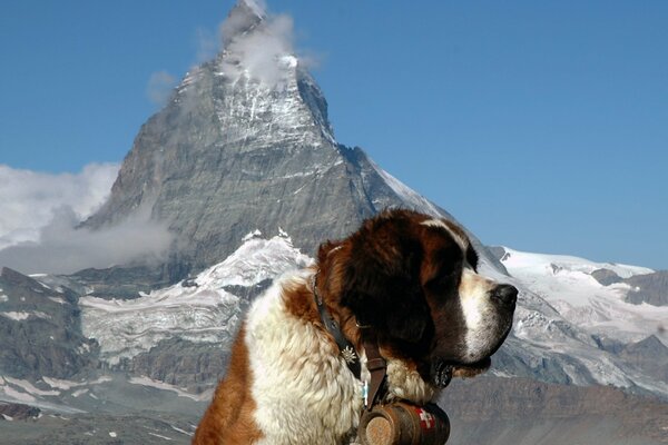 A serious St. Bernard somewhere in the mountains