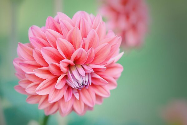 Los capullos rosados del crisantemo son una flor muy hermosa