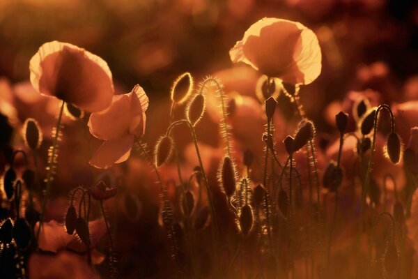 Poppies in the crimson color of the sun