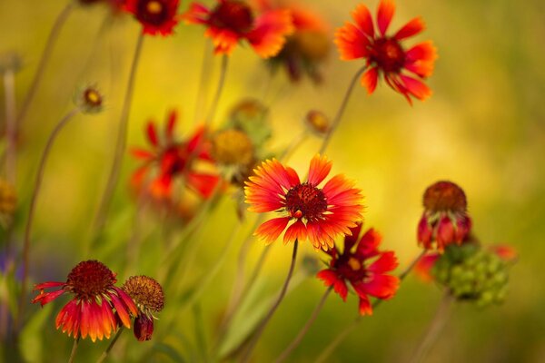 Fleurs sauvages rouges vives