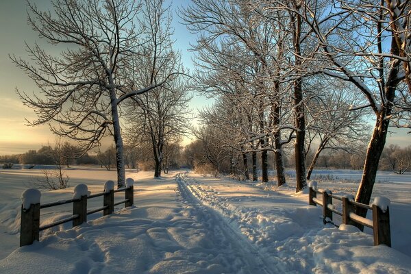 Alberi e recinzione vicino alla strada innevata