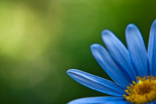 Blume mit blauen Blütenblättern auf grünem Hintergrund