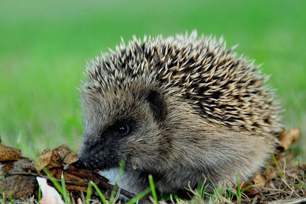 A prickly hedgehog sniffs leaves