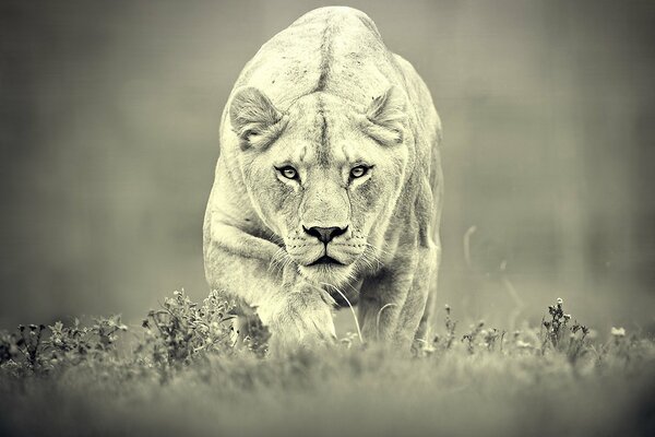 Lionne qui chasse une proie avec un regard prédateur