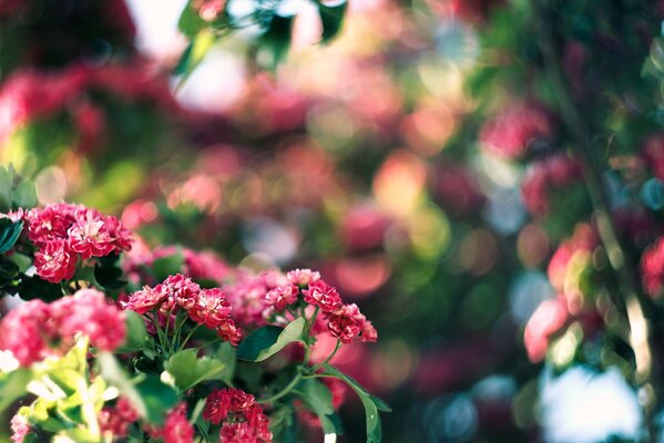 Arbre avec des fleurs roses