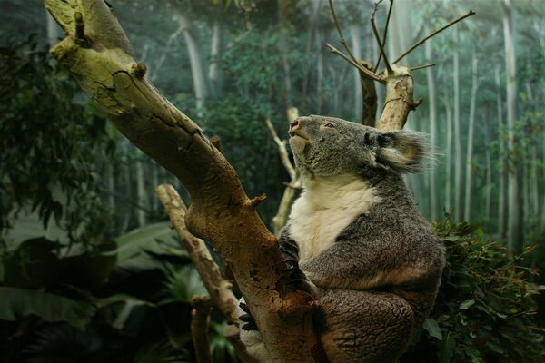 Gordito Koala sentado en un árbol