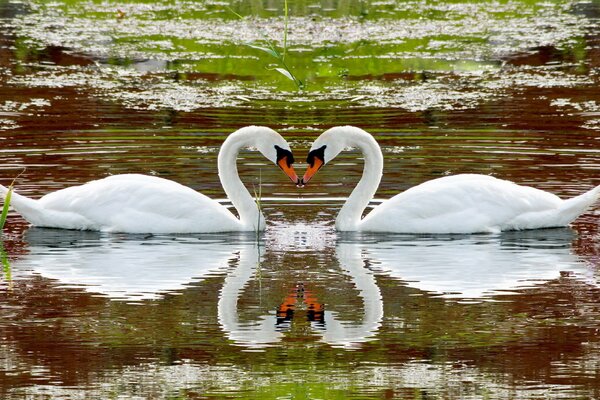 Daa Schwan auf dem Wasser reflektiert