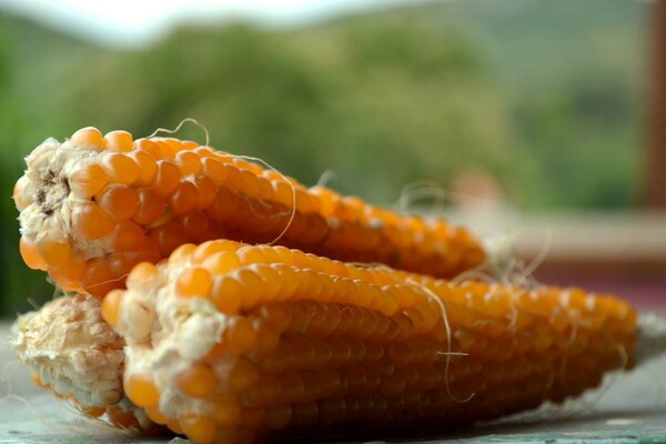 La cosecha de naranja es siempre útil