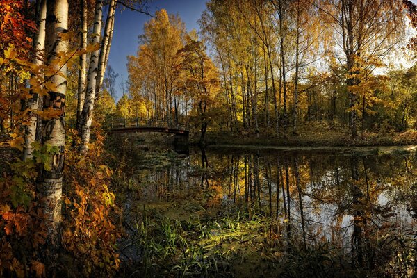 Hermosa naturaleza de otoño a veces