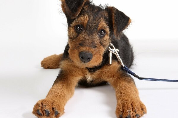 Смешной пёсик airedale terrier на поводке