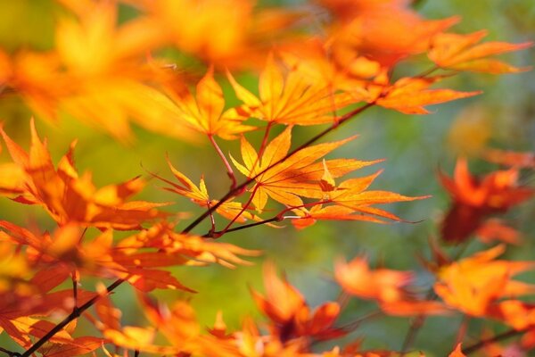 A bright tree. Autumn maple