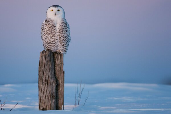 An owl stands on a stump in the middle of the field