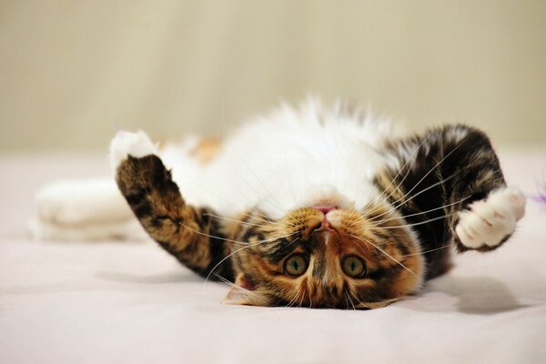 A cat lying on the back with beautiful eyes