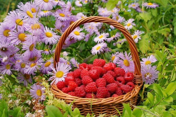 Panier de framboises parmi les fleurs sauvages