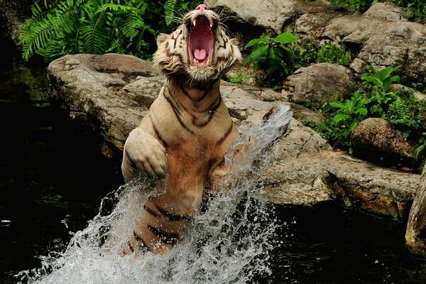 Tiger, der aus dem Wasser auf dem Hintergrund von Felsen springt