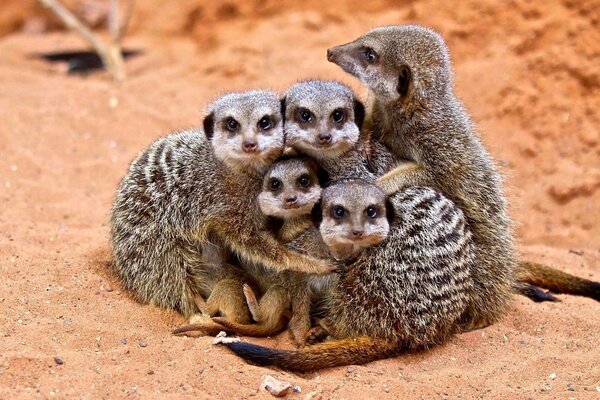 Meerkat famiglia in posa sulla macchina fotografica
