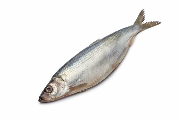 On a white background of a herring slave