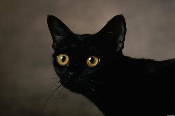 Ein genauerer Blick auf die schwarze Katze