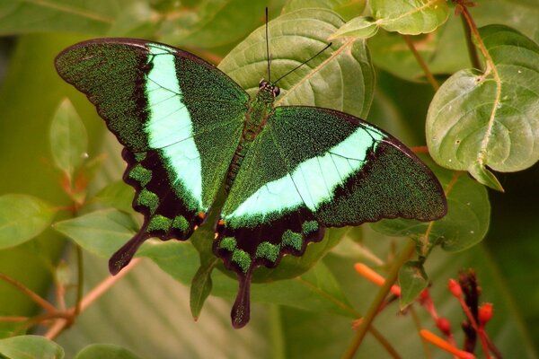 Schöner grüner Schmetterling auf Laubhintergrund