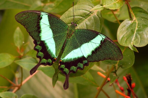 Hermosa mariposa verde en el fondo del follaje