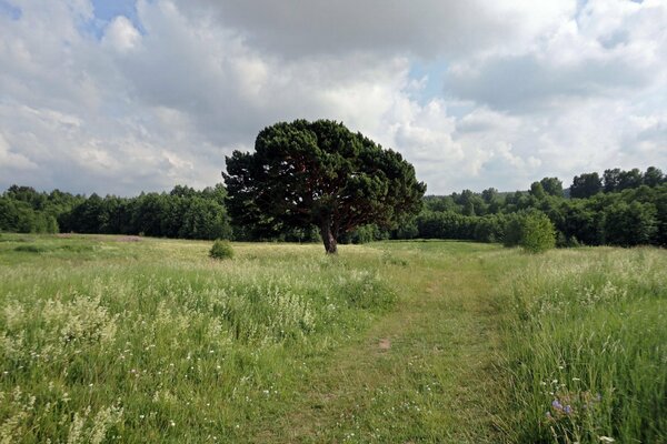 Camino cubierto de hierba a través de la pradera hacia el bosque