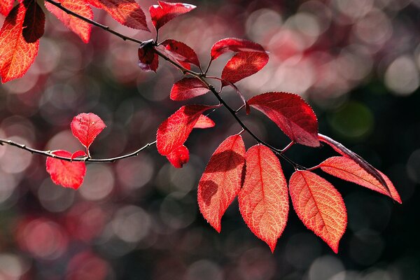 Branche avec feuillage rouge en gros plan