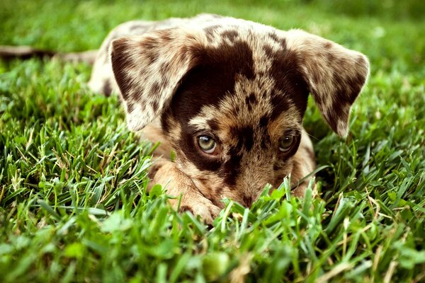 Cachorro manchado mirando fuera de la hierba