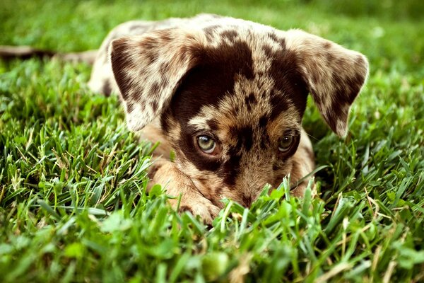 Пятнистый щенок смотрит из травы